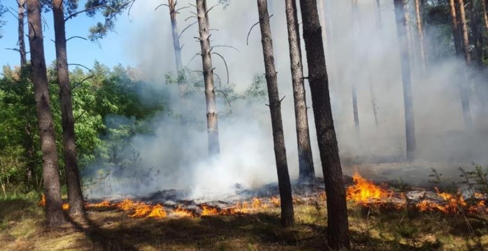 bild waldbrand